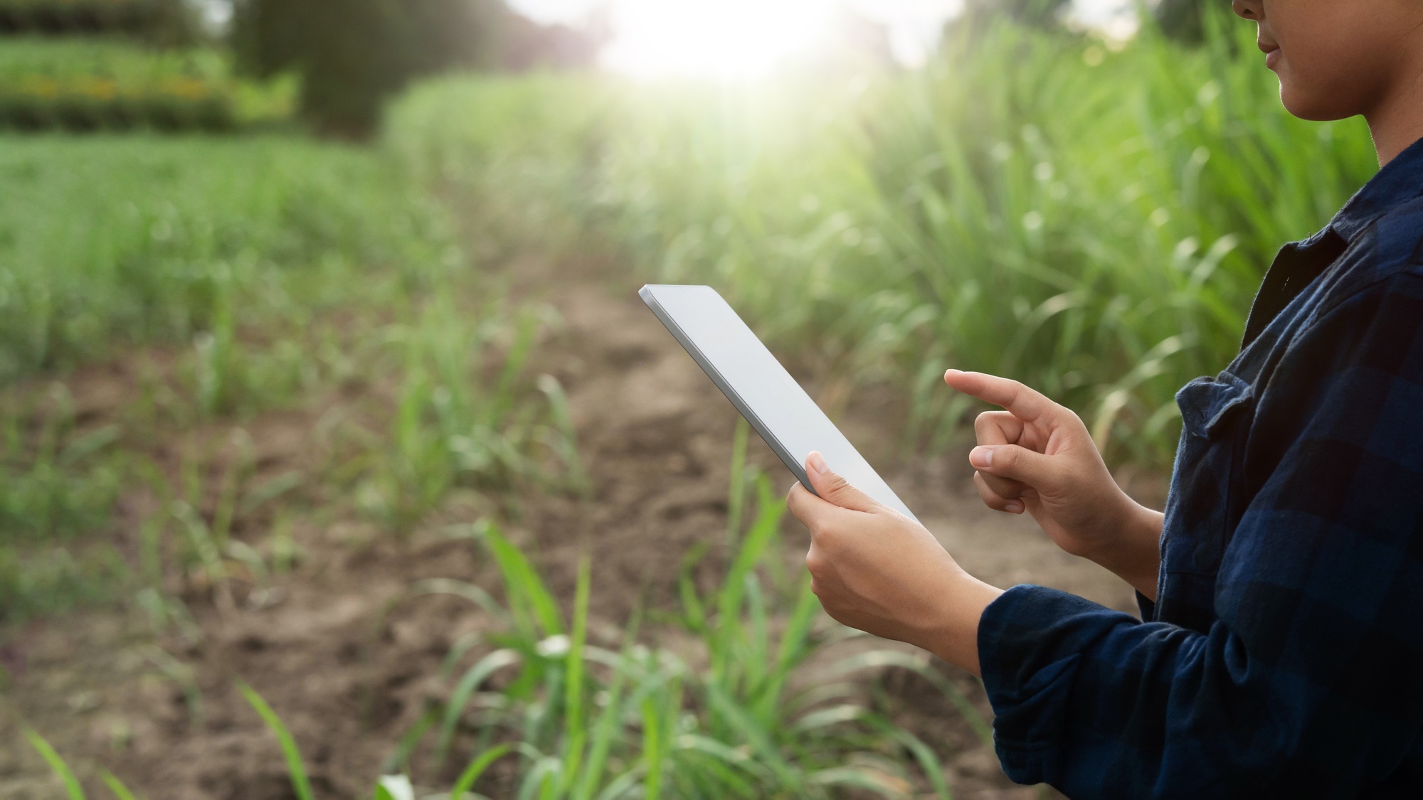 A female farmer inspects a grain field and sends data to the cloud from a tablet. Smart Farming