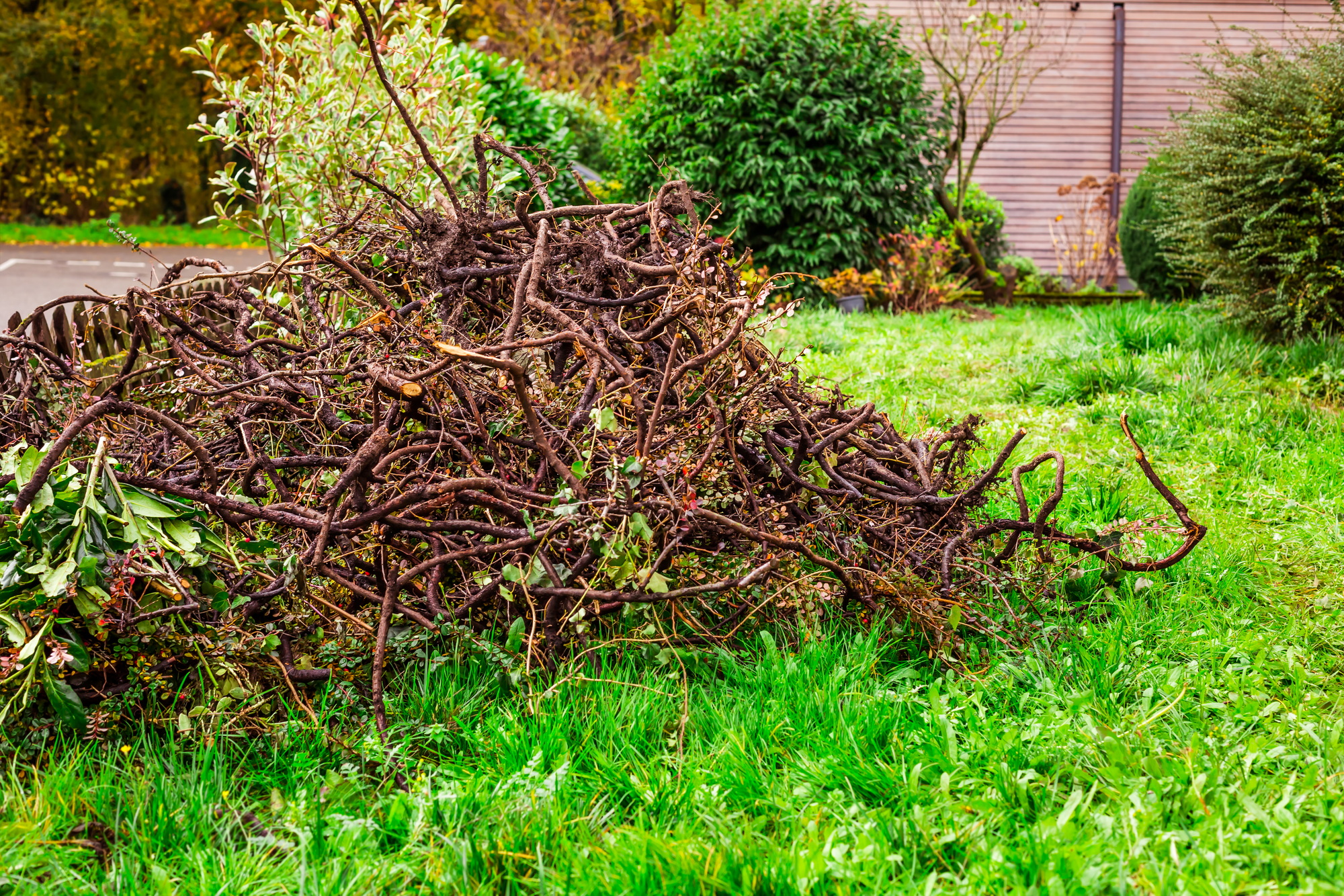 Autumn and winter gardening - removing old hedge, old brushwood, gardening cleaning and replanting