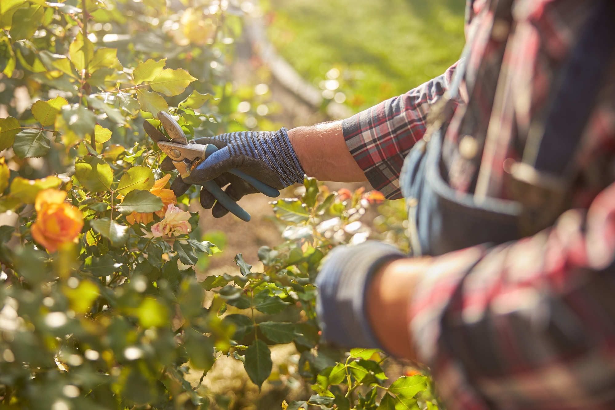 Experienced gardener using pliers for a rose bush