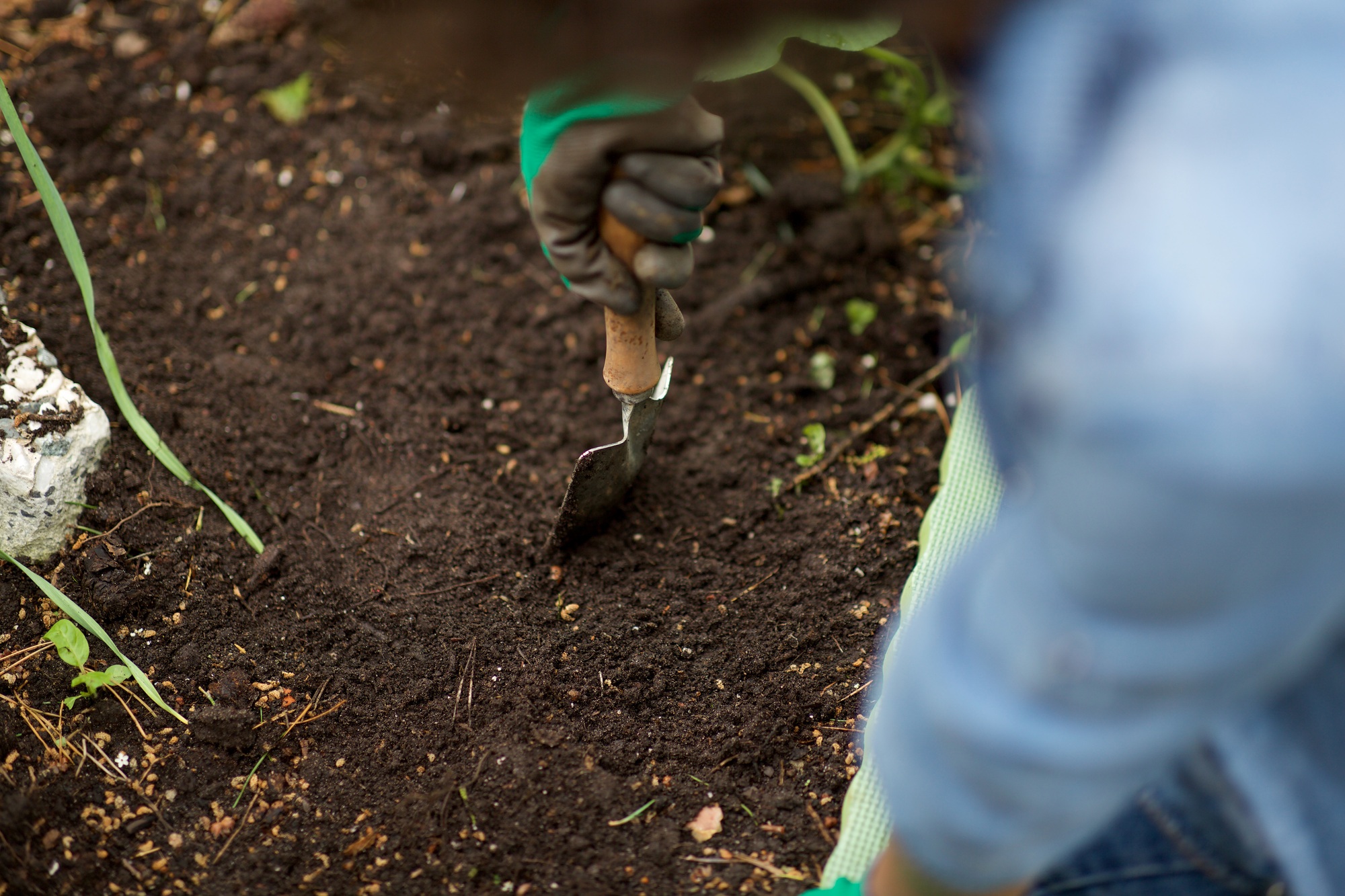 hand with garden trowel digging in soil