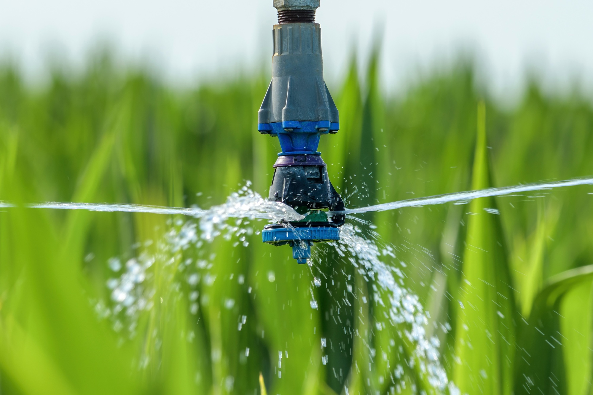 Sorghum crops plantation irrigation