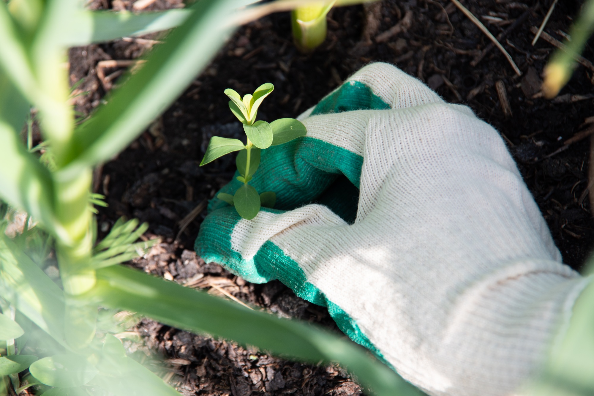 Woman's hand in a white garden glove pulling weeds. Gardening, weed control concept
